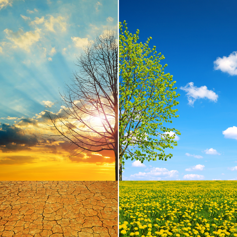 Baum in Trockenzeit und in Bl&uuml;tezeit
