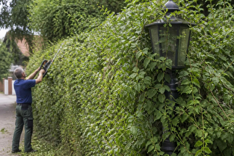 Mann schneidet Hecke mit zugewachsener Laterne